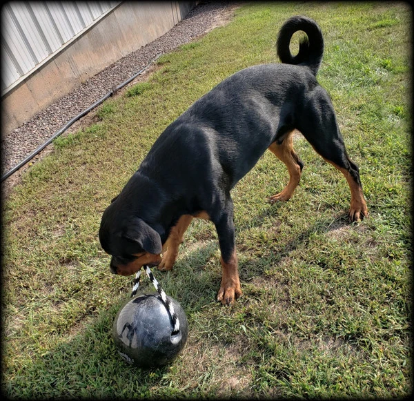 Muscle Building & Exercise Dog Ball W/ Rope 2 Muscle Building & Exercise Dog Ball W/ Rope - Image 2