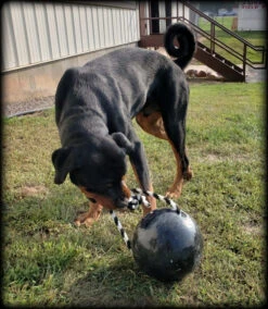Muscle Building & Exercise Dog Ball W/ Rope 15 Muscle Building & Exercise Dog Ball W/ Rope -Magical Ears Collectibles Shop 507050 26 full 71296.1638911397