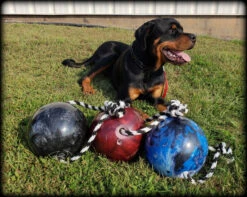 Muscle Building & Exercise Dog Ball W/ Rope 16 Muscle Building & Exercise Dog Ball W/ Rope -Magical Ears Collectibles Shop 507050 27 full 11481.1638911402