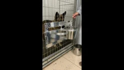 Swinging Double Diner - Dog Drink & Food Bowls For Kennel 12 Swinging Double Diner - Dog Drink & Food Bowls For Kennel -Magical Ears Collectibles Shop maxresdefault 89145.1646860055